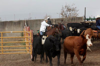 AM Sorting Cows and Calves