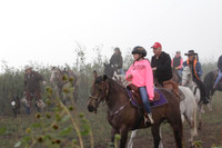 AM Cattle Drive- Fog