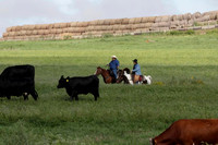 AM Pushing Cows to Field