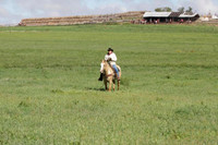 AM Pushing Cows to Field